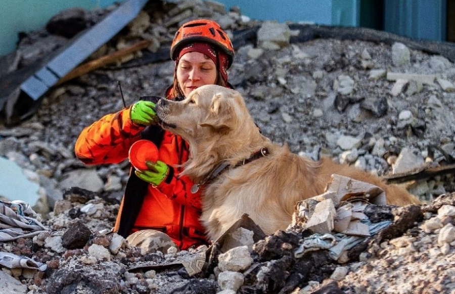 Костромичи-собаководы могут стать волонтерами-кинологами