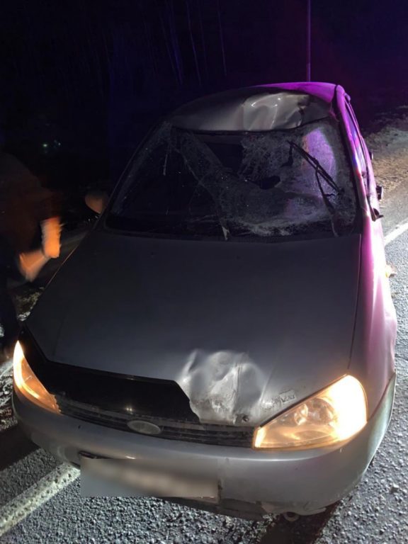 В Костромском районе при столкновении с лосем пострадал водитель автомобиля