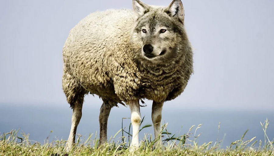 ПФР официально предупредил костромичей о «волках в овечьей шкуре»