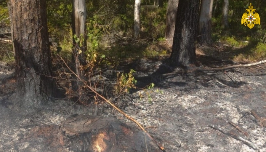 В Костромской области произошел лесной пожар