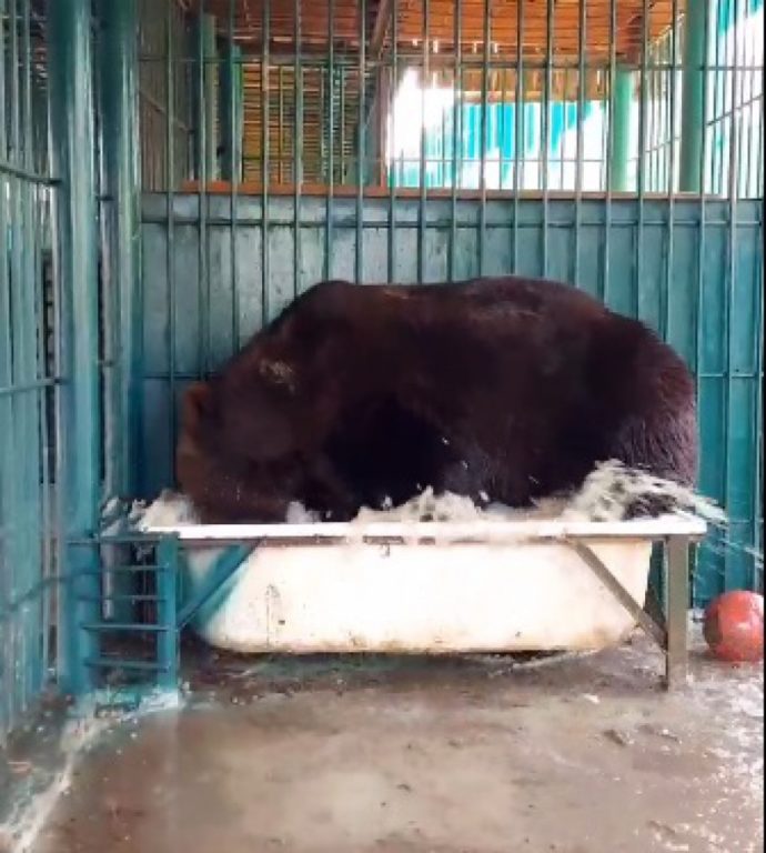 Костромской зоопарк показал купание бурого медведя