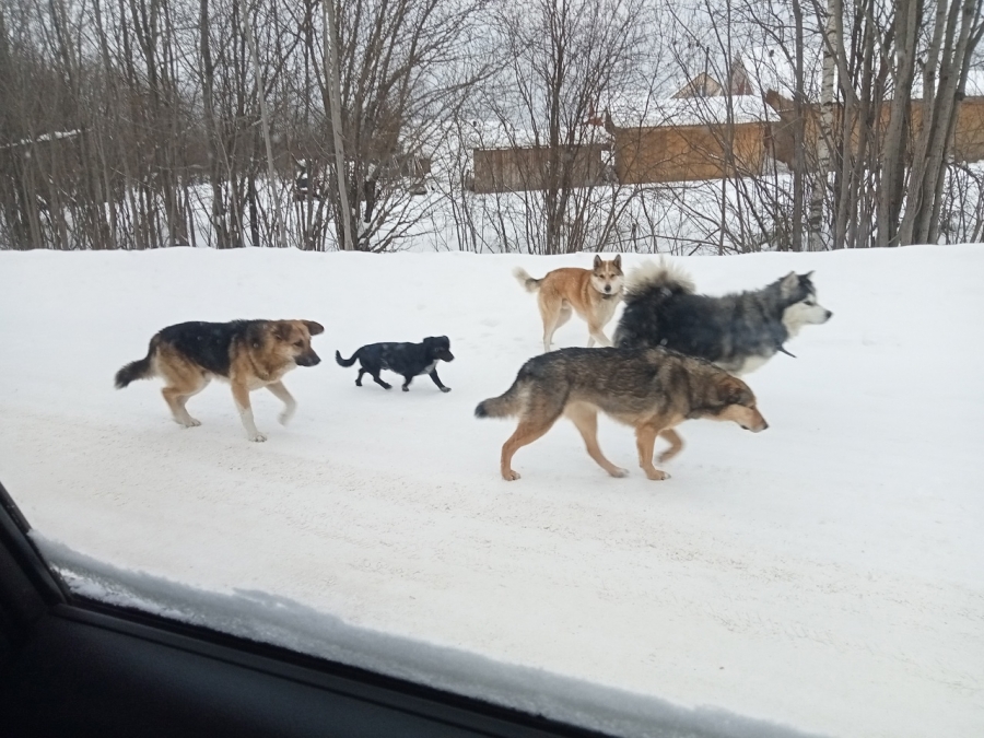 Свора собак терроризирует жителей поселка в Костромской области (Видео)
