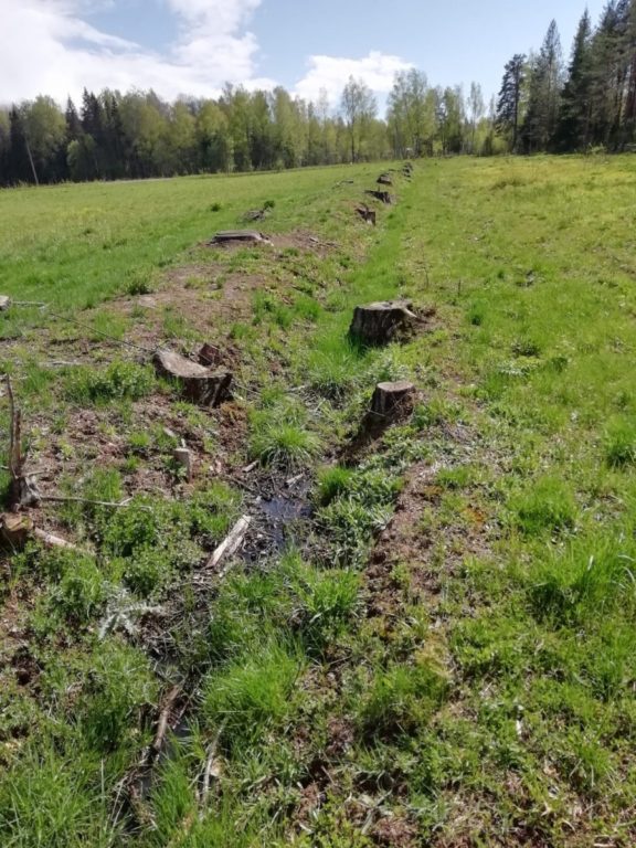 «Черные лесорубы» вырубили костромской лес на полмиллиона рублей