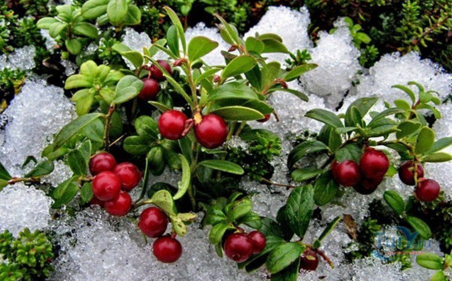 В Костромской области собрали 83 тонны ягод