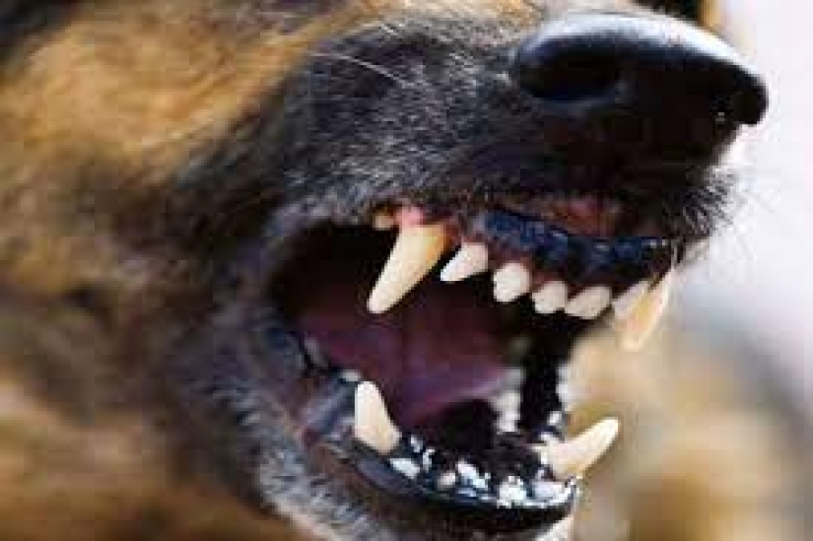 В Костромской области дикие собаки терроризируют людей