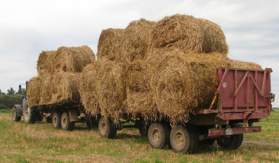 Костромские аграрии заготовили для зимовки скота больше корма, чем требуется
