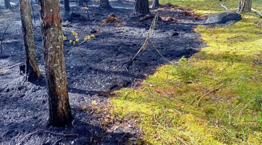 В Кологривском районе Костромской области загорелся лес