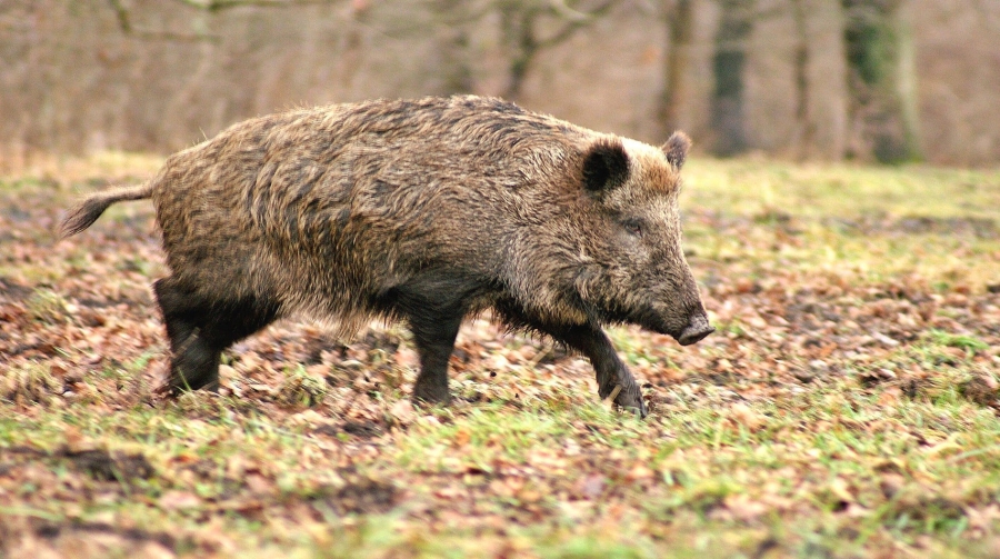 В Судиславских лесах подстрелен дикий кабан, зараженный африканской чумой свиней