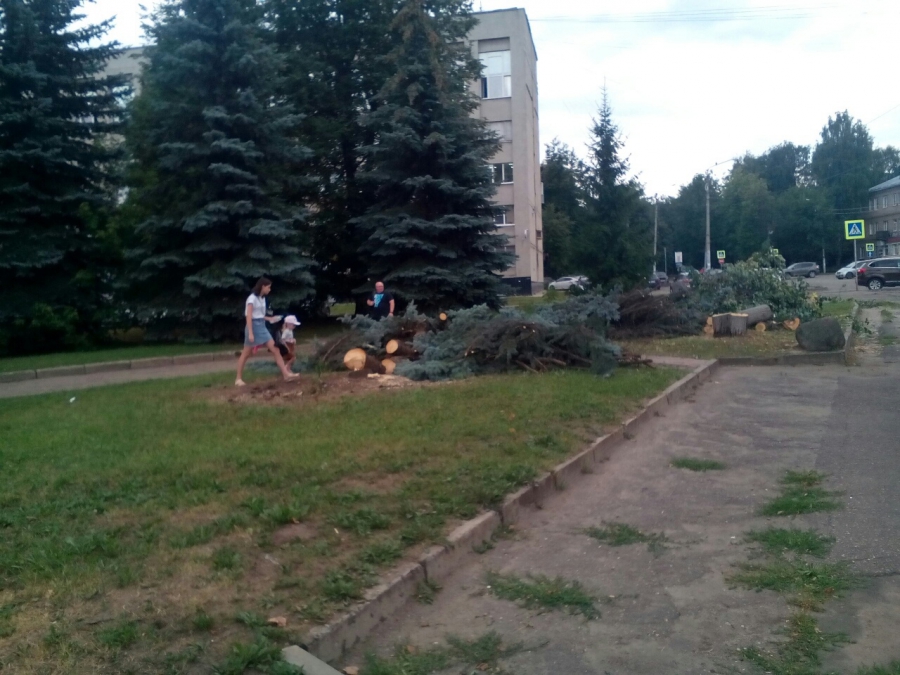 В Костроме ради ремонта вырубили голубые ели