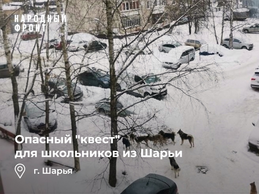 В Костромской области дети делят дорогу из школы с агрессивными собачьими стаями