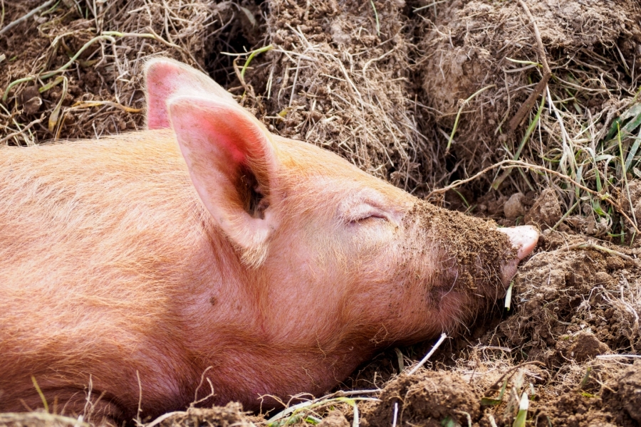 В этом году в Костромской области снова может вспыхнуть африканская чума свиней