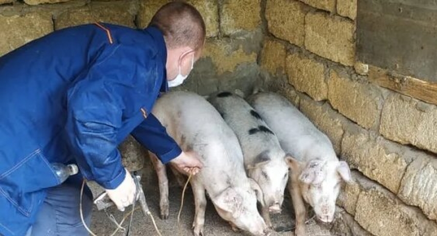 В Костромской области обнаружили африканскую чуму свиней