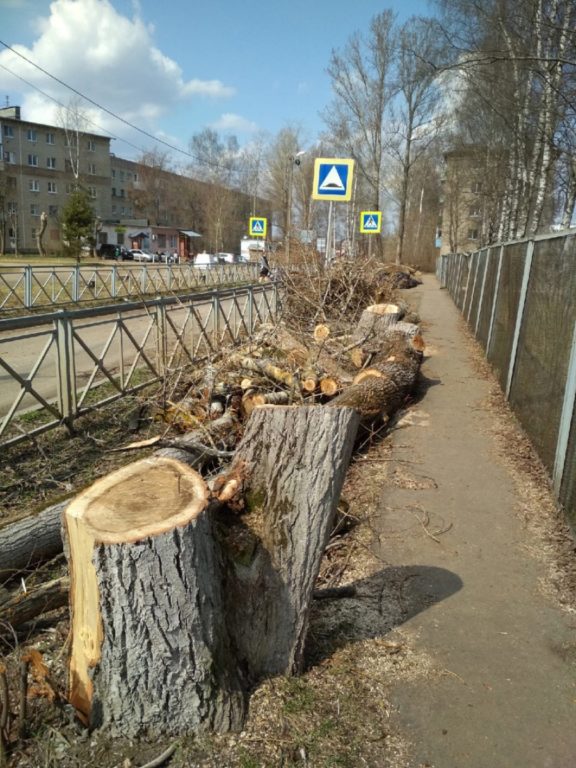 Костромские экологи обвинили городские власти в уничтожении десяти старых тополей в Черноречье (ВИДЕО)