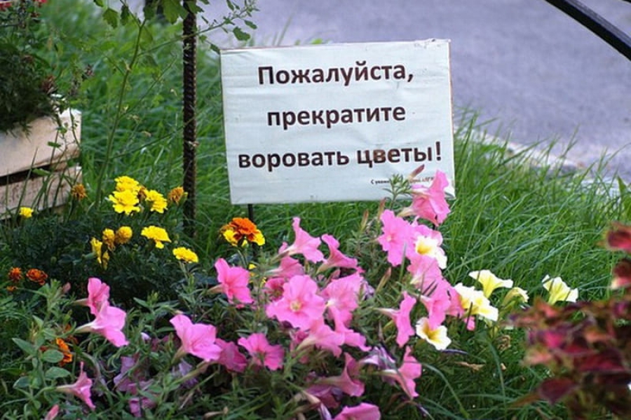 В Костроме цветочные воры открыли охоту на растения с клумб