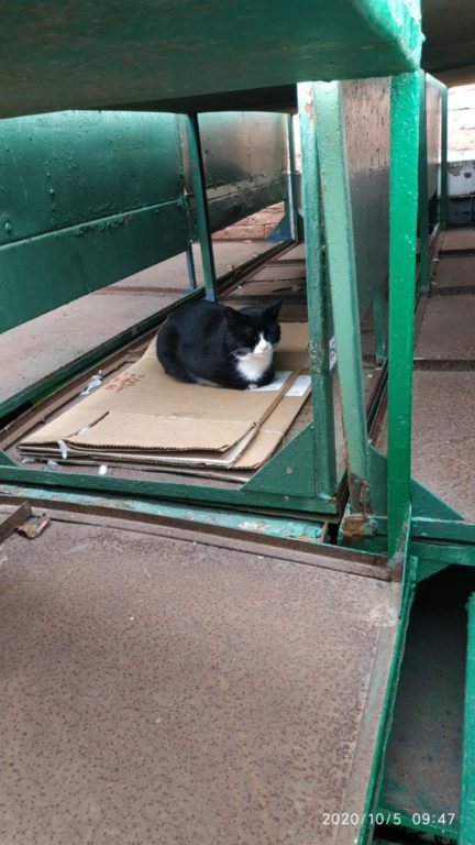 С приближением холодов в Костроме вновь начались «кошачьи» проблемы