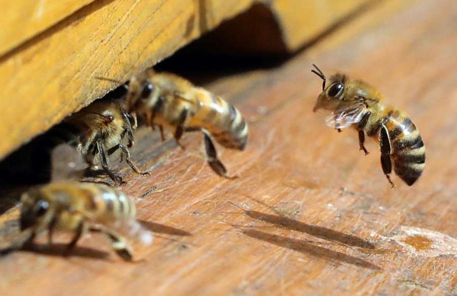 В Костромской области ради качества меда проверят здоровье пчел