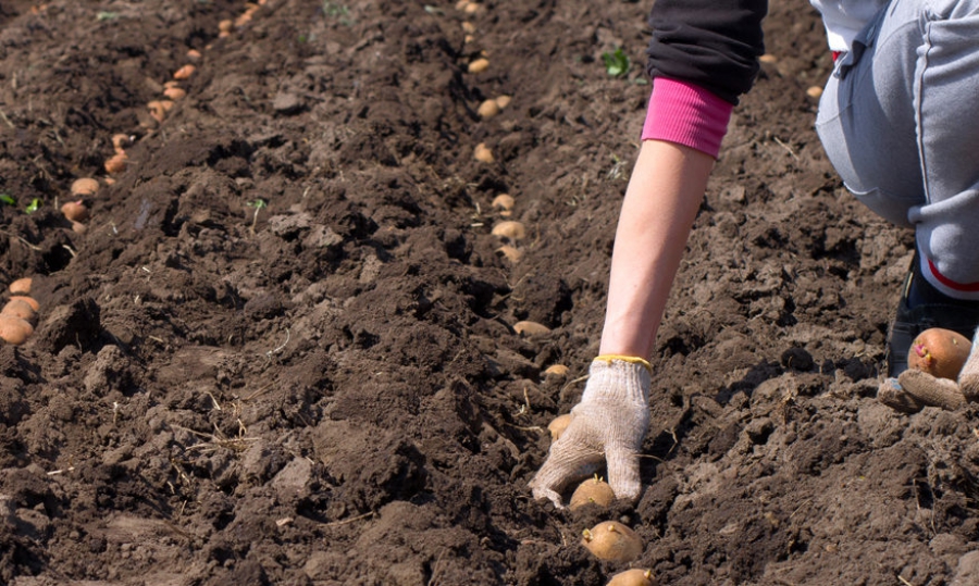 В Костроме в три раза выросло количество желающих сажать картошку