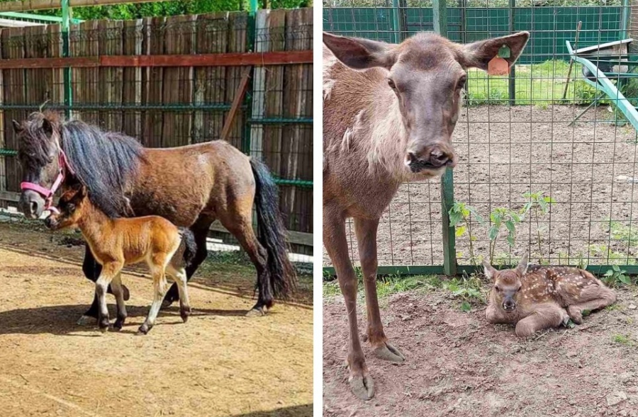 В Костромском зоопарке родились мараленок и пони