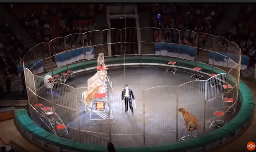 Новая программа на костромском манеже удивит всех без исключения любителей циркового искусства