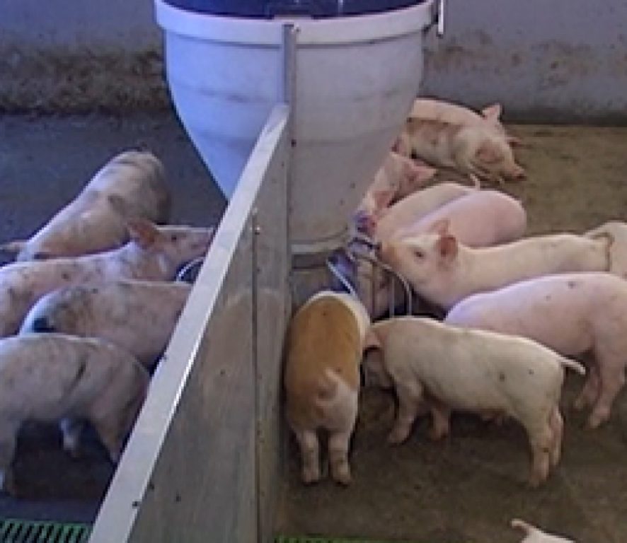 Костромским фермерам придётся отказаться от свиноводства
