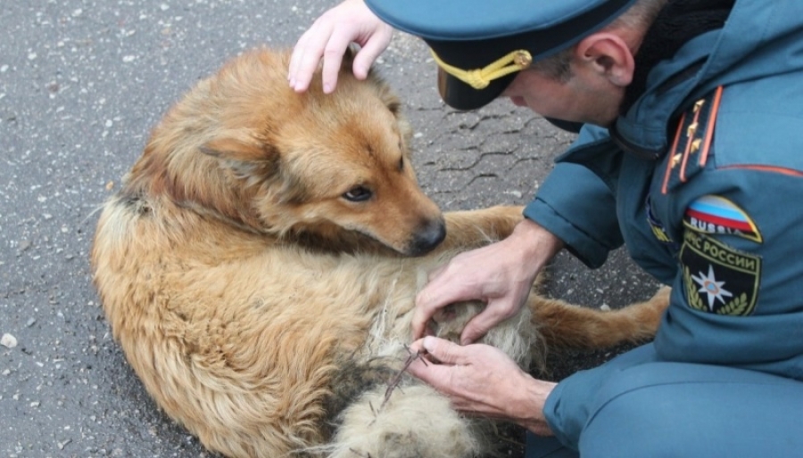 Костромские пожарные бросили свои дела ради спасения собаки из колючей проволоки (ФОТО)