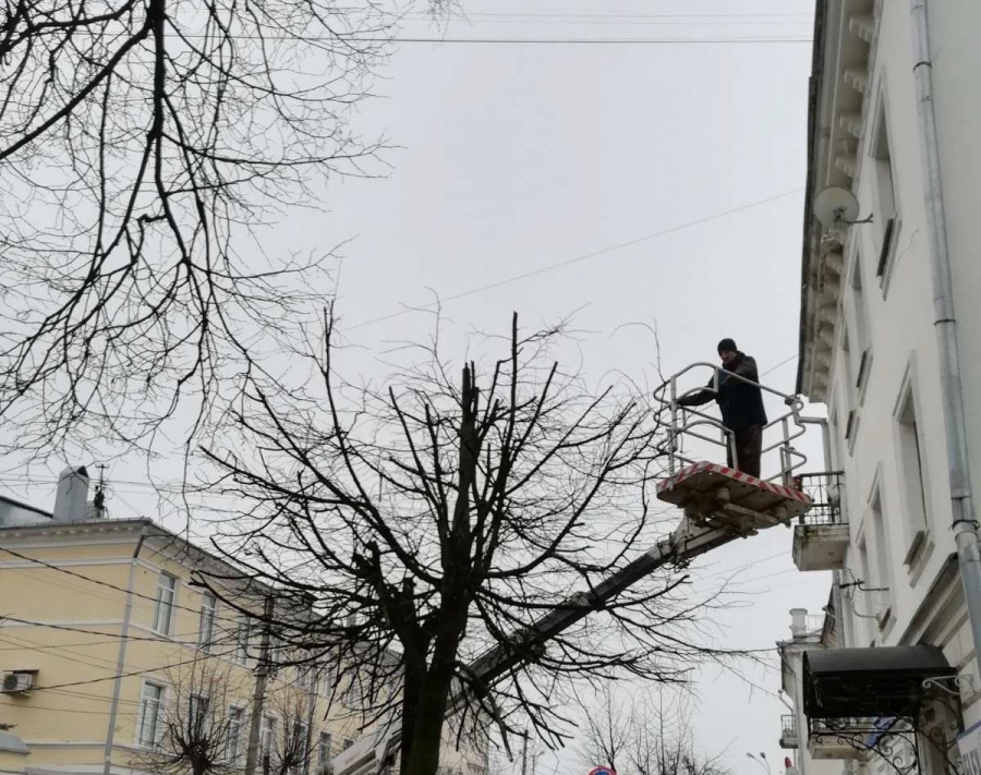 В Костроме начали проводить «косметические процедуры» для деревьев