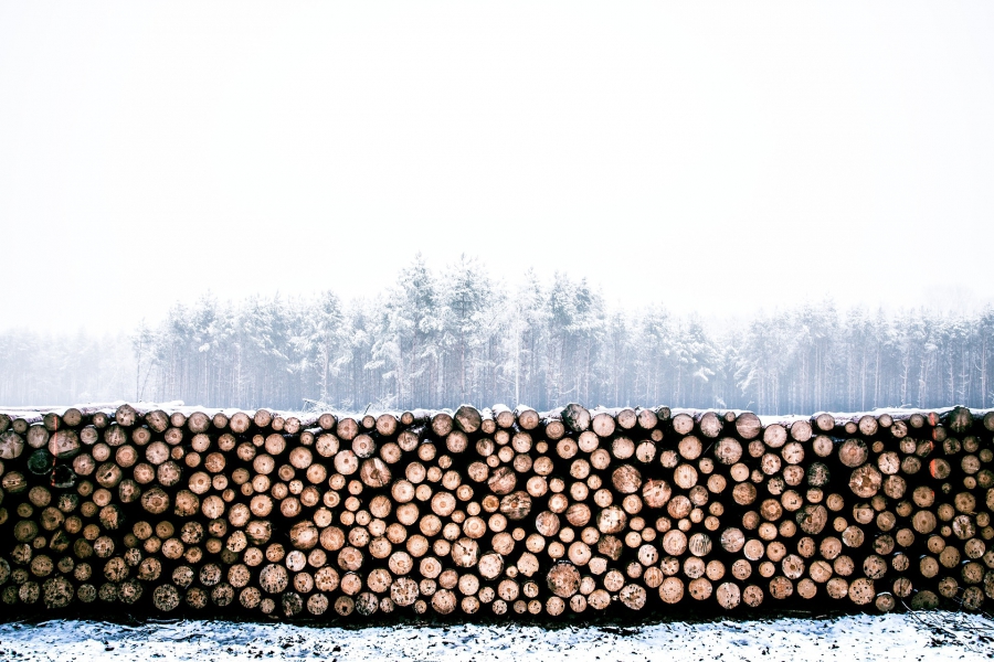 Костромская область увеличивает экспорт древесины в Китай