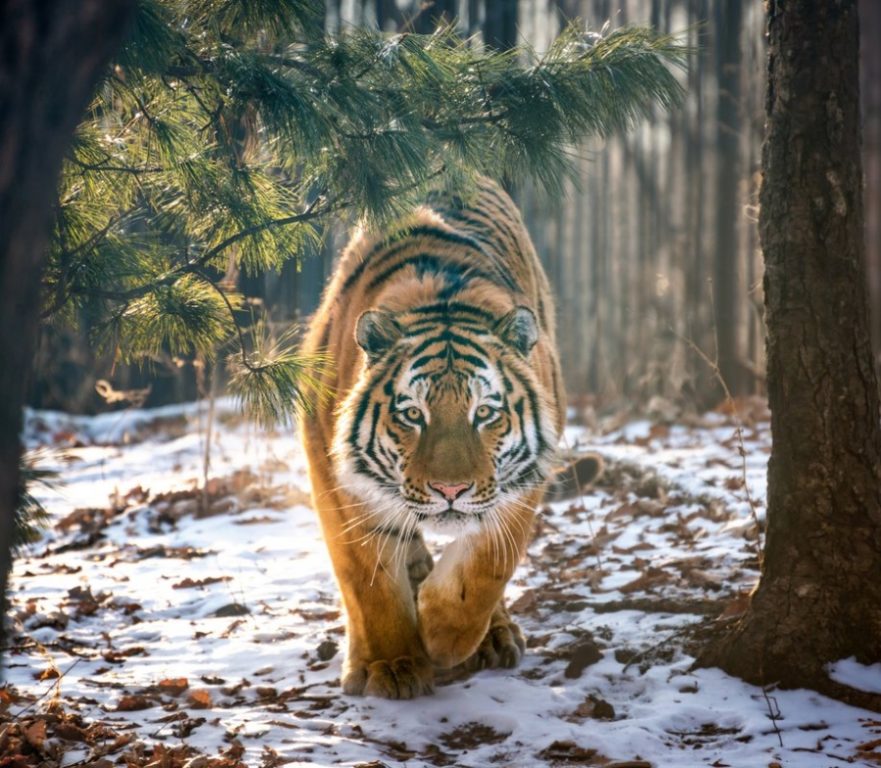 Костромская телебашня примерит тигровый окрас