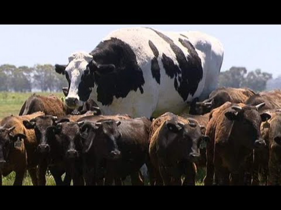 Эксперты не поверили в существование гигантских коров