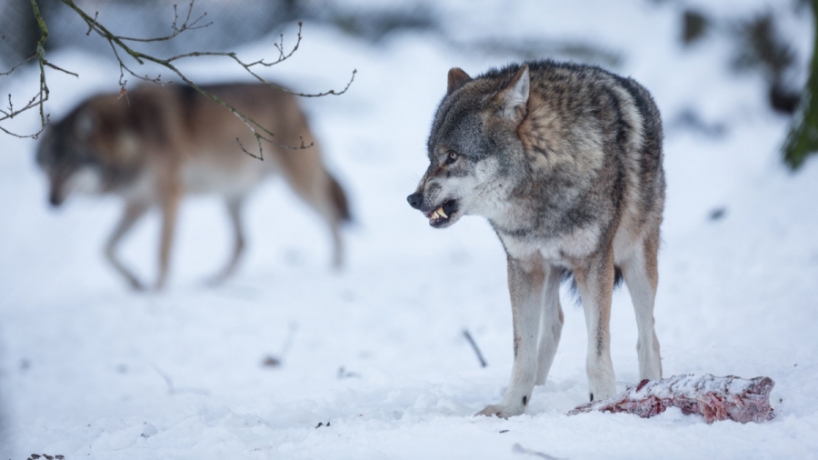 Костромским охотникам выплачивают премии за добычу волков