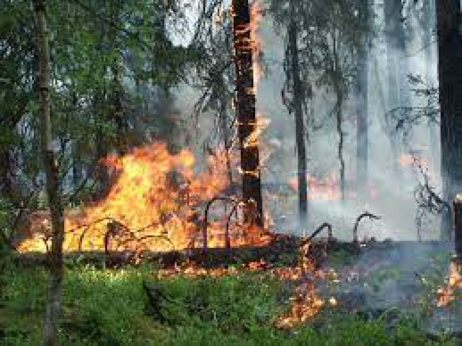 В Костромской области горит лес
