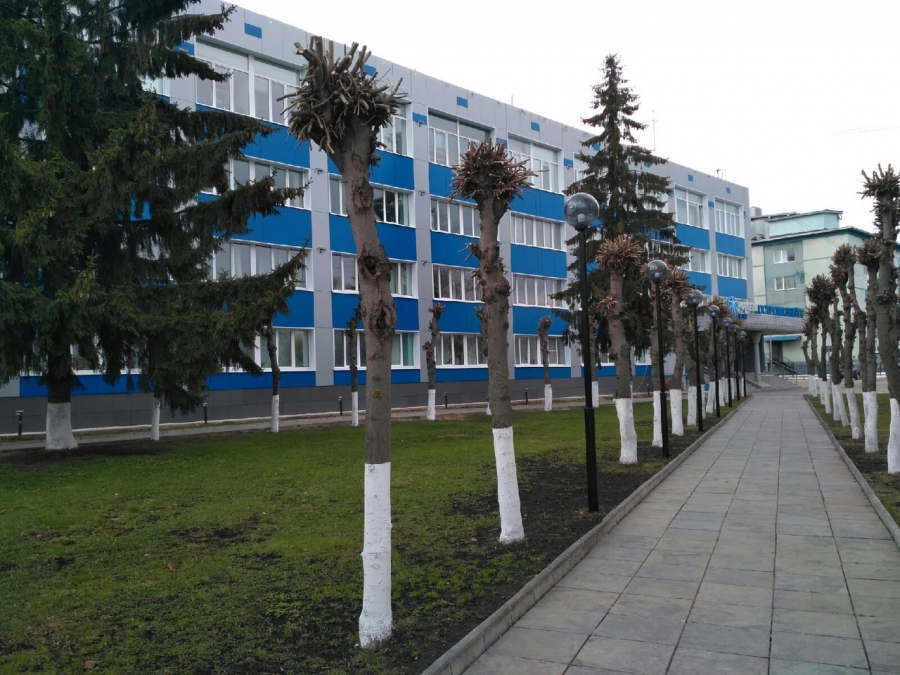 Власти объяснили, кто уродует деревья в Костроме