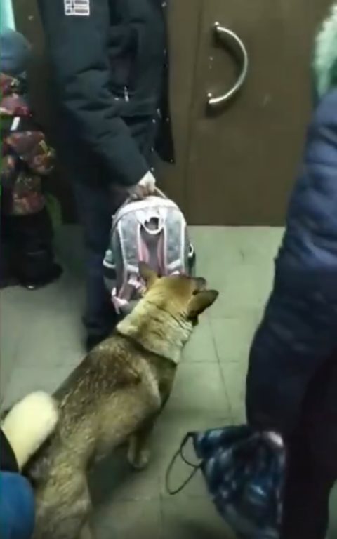 В Костроме замерзшая собака рвется в школу вперед детей (ВИДЕО)