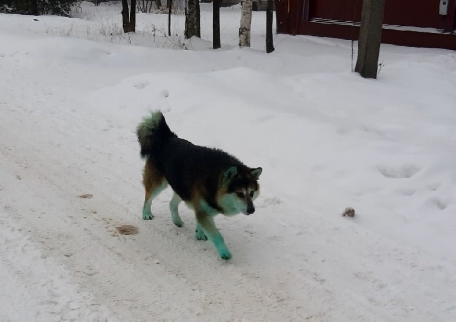 По улицам костромского райцентра разгуливает пес зеленого цвета