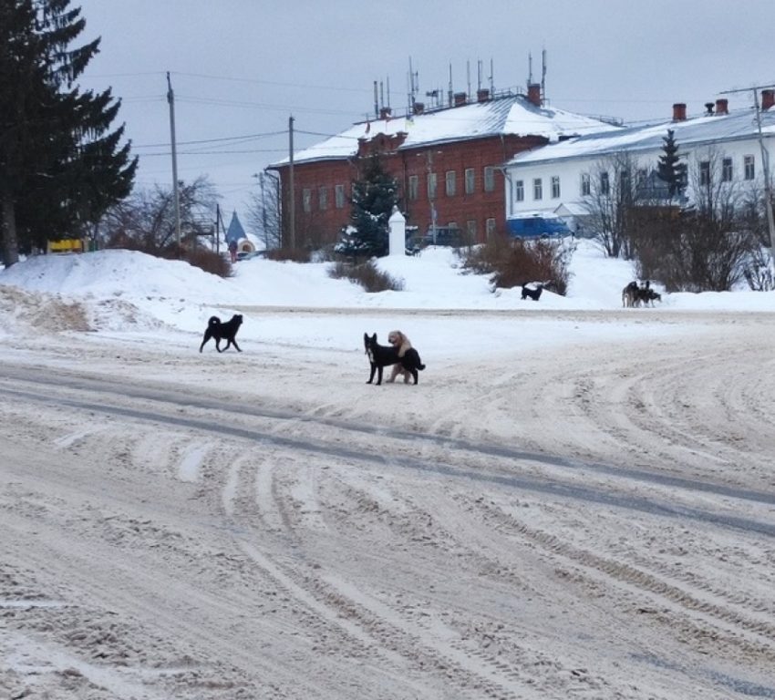 В Костромской области чиновники отказались бороться с агрессивными собаками на самовыгуле, у которых есть хозяин