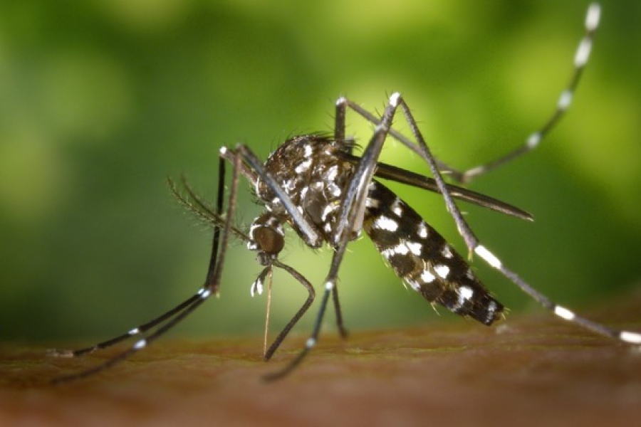 Роспотребнадзор предупредил о появлении комаров-переносчиков лихорадки Западного Нила