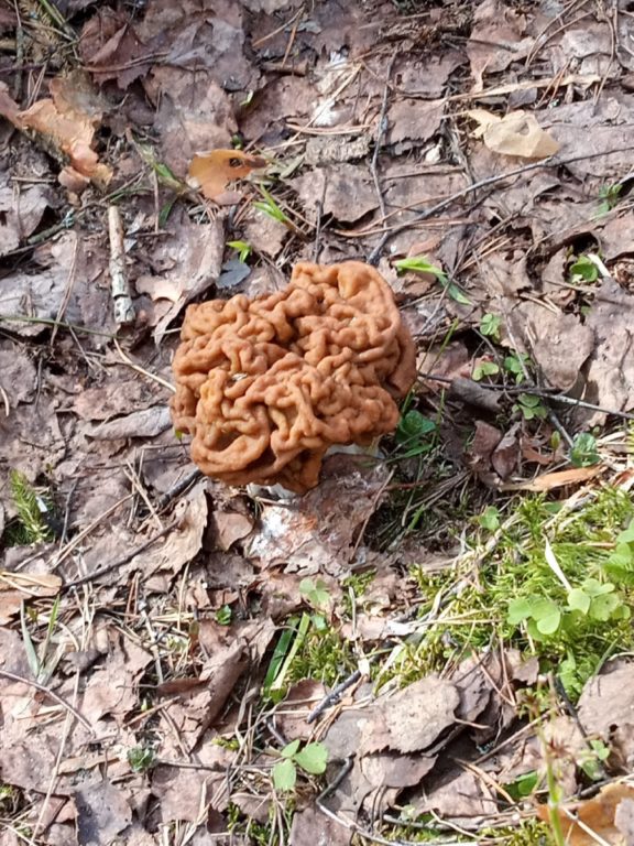 В костромских лесах открыли грибной сезон