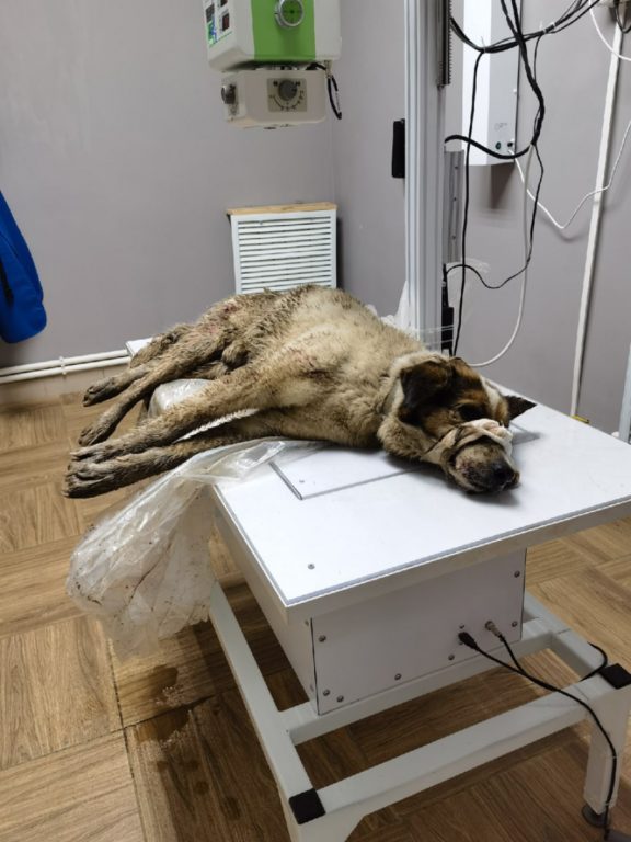 В Костроме живодеры расстреляли безобидного пса (ФОТО)
