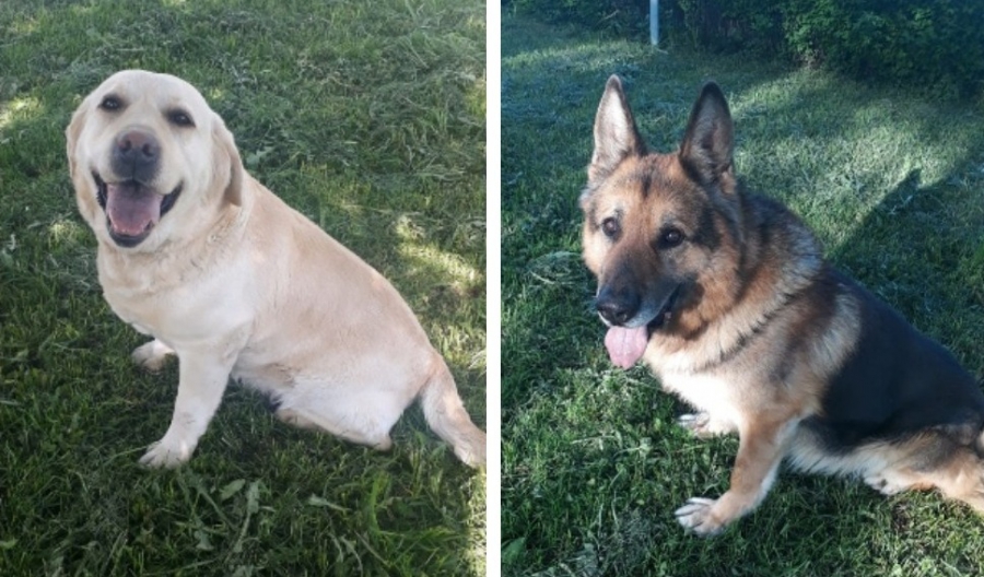 Костромичам бесплатно отдадут двух породистых дрессированных собак