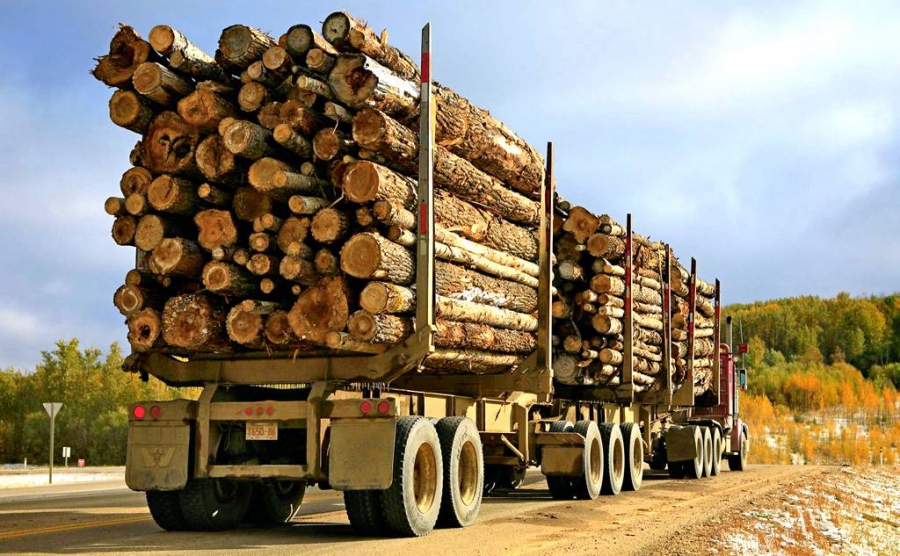 В Костромской области в 2 раза увеличили вывоз леса в другие регионы