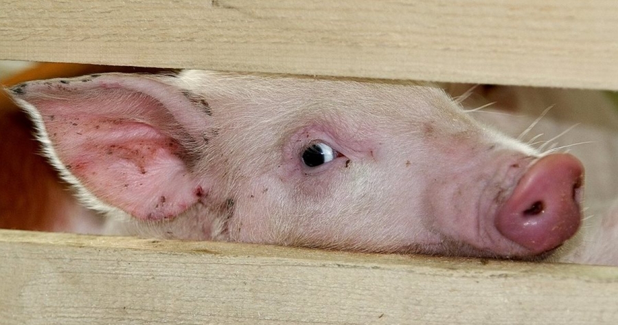 В Костромской области остался один очаг африканской чумы свиней
