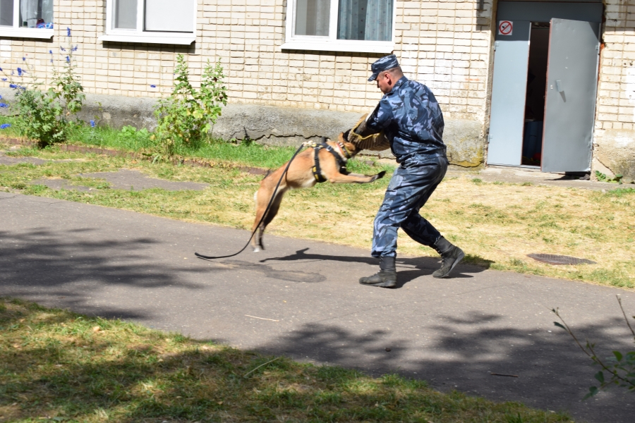 В Костроме собаки нашли наркотики и задержали преступника на глазах у детей (ФОТО)