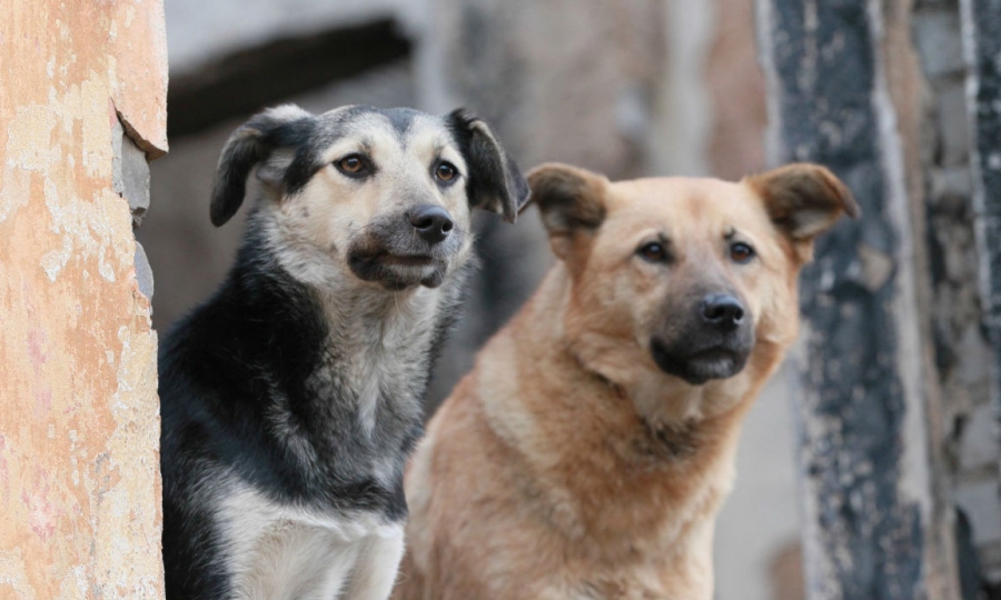 Меры будут приняты: костромские правоохранители проверят отдаленный район города на наличие безнадзорных собак