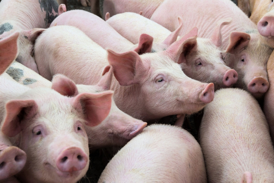 В Костромской области обнаружили новый очаг африканской чумы свиней