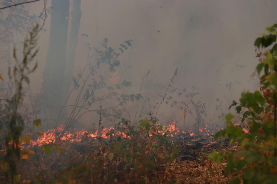Пожары в костромских лесах этим летом тушили по новой технологии