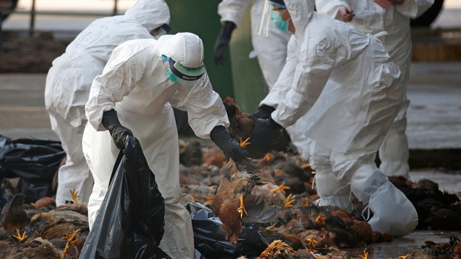 Выявленный на Буйской птицефабрике подтип птичьего гриппа способен заражать людей