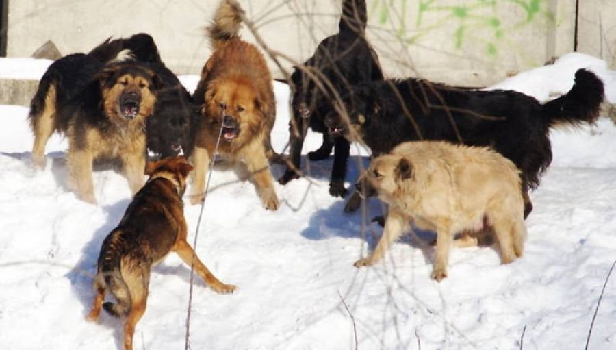 В Костроме выросли показатели отлова беспризорных собак