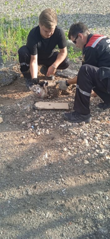 В Костроме спасли застрявшего в гудроне щенка
