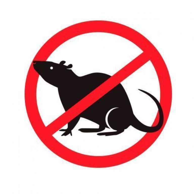 В Костроме перетравят всех крыс