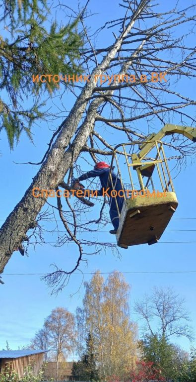 Буйские спасатели предотвратили возможную ЧС, спилив дерево
